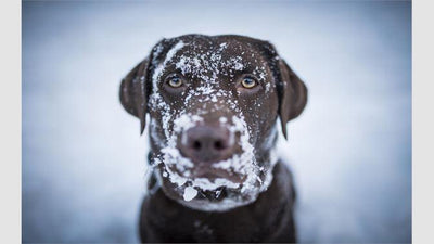 5 tips to washing your pooch in winter
