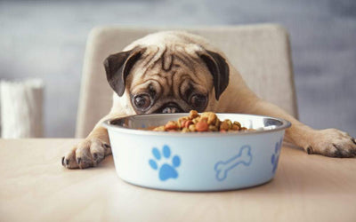 Choosing the right dog bowl