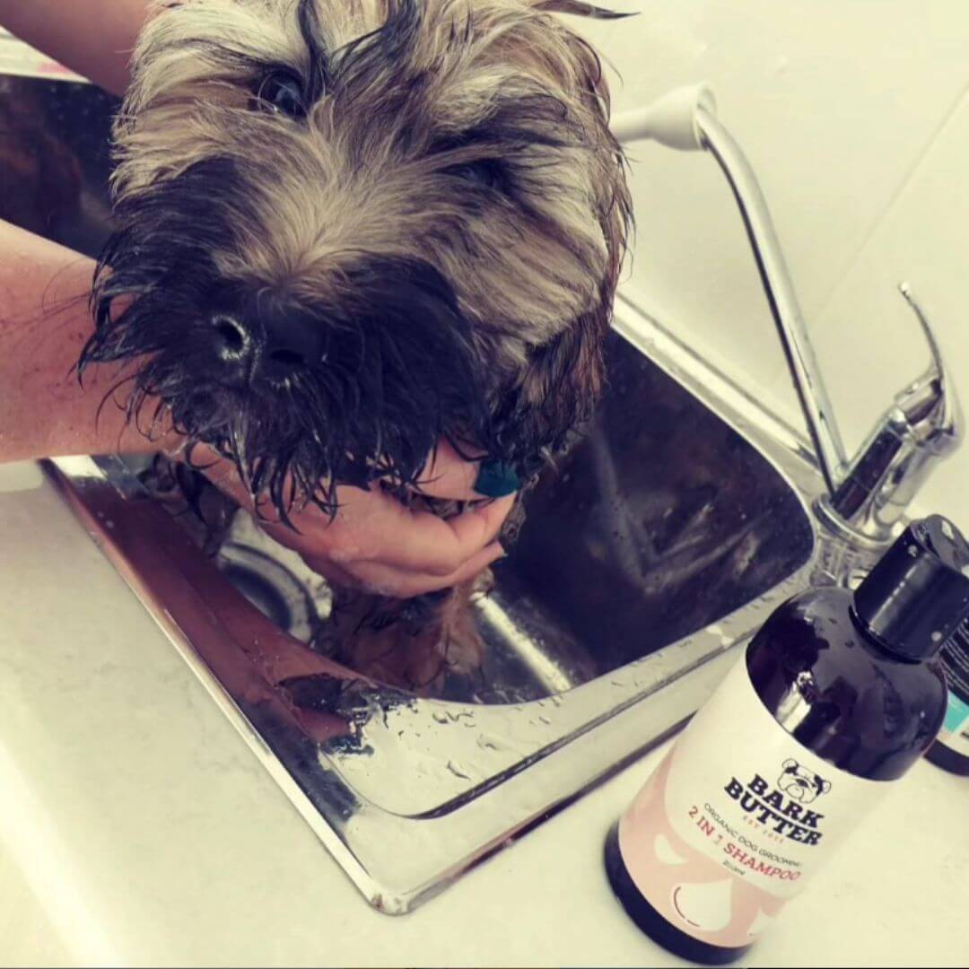 in Dog Shampoo Gentle Clean Shine – Bark Butter