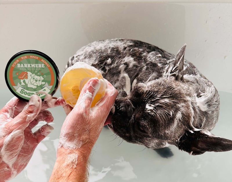 Soap + Shampoo Bundle